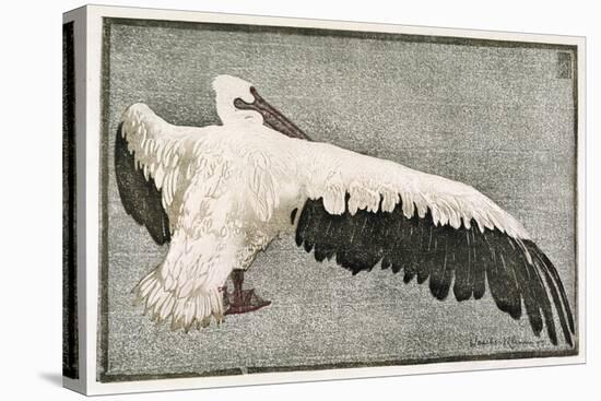 Pelican with Outspread Wings-Walther Klemm-Stretched Canvas