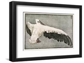 Pelican with Outspread Wings-Walther Klemm-Framed Photographic Print