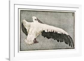 Pelican with Outspread Wings-Walther Klemm-Framed Photographic Print