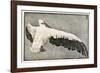 Pelican with Outspread Wings-Walther Klemm-Framed Photographic Print