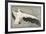 Pelican with Outspread Wings-Walther Klemm-Framed Photographic Print