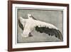 Pelican with Outspread Wings-Walther Klemm-Framed Photographic Print