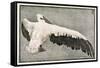 Pelican with Outspread Wings-Walther Klemm-Framed Stretched Canvas