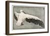 Pelican with Outspread Wings-Walther Klemm-Framed Photographic Print