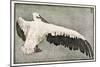 Pelican with Outspread Wings-Walther Klemm-Mounted Photographic Print