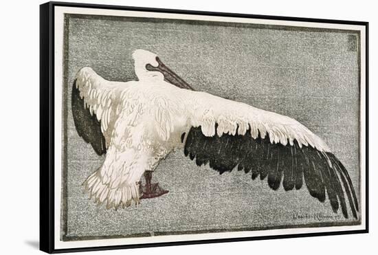 Pelican with Outspread Wings-Walther Klemm-Framed Stretched Canvas