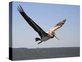 Pelican-J.D. Mcfarlan-Stretched Canvas