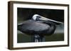 Pelican-null-Framed Photographic Print