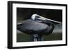 Pelican-null-Framed Photographic Print