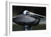 Pelican-null-Framed Photographic Print