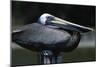 Pelican-null-Mounted Photographic Print