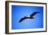 Pelican-null-Framed Photographic Print