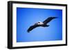Pelican-null-Framed Photographic Print