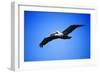 Pelican-null-Framed Photographic Print