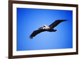 Pelican-null-Framed Photographic Print