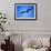 Pelican-null-Framed Photographic Print displayed on a wall