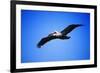 Pelican-null-Framed Photographic Print