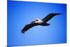 Pelican-null-Mounted Photographic Print