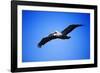 Pelican-null-Framed Photographic Print