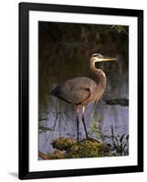 Pelican-null-Framed Photographic Print