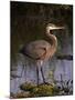 Pelican-null-Mounted Photographic Print