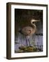 Pelican-null-Framed Photographic Print