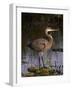 Pelican-null-Framed Photographic Print