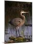 Pelican-null-Mounted Photographic Print