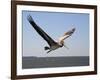 Pelican-J.D. Mcfarlan-Framed Photographic Print