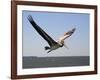 Pelican-J.D. Mcfarlan-Framed Photographic Print