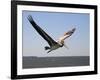 Pelican-J.D. Mcfarlan-Framed Photographic Print