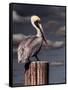 Pelican-Steven Maxx-Framed Stretched Canvas
