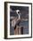 Pelican-Steven Maxx-Framed Photographic Print