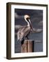 Pelican-Steven Maxx-Framed Photographic Print