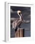 Pelican-Steven Maxx-Framed Photographic Print