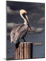 Pelican-Steven Maxx-Mounted Photographic Print