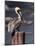 Pelican-Steven Maxx-Mounted Photographic Print