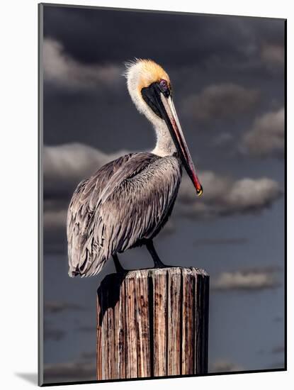 Pelican-Steven Maxx-Mounted Photographic Print