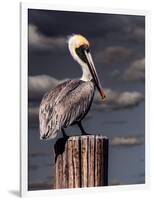 Pelican-Steven Maxx-Framed Photographic Print