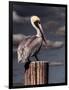 Pelican-Steven Maxx-Framed Photographic Print