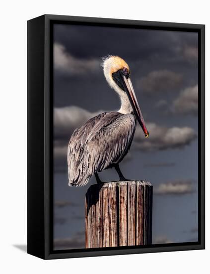 Pelican-Steven Maxx-Framed Stretched Canvas