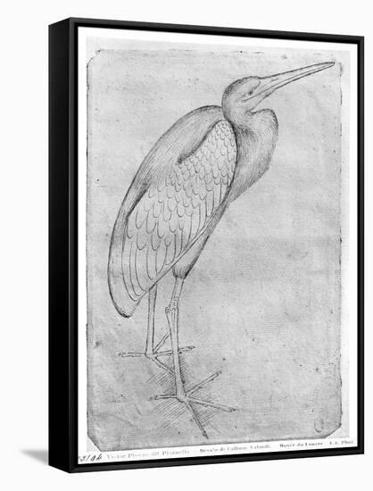 Pelican-Antonio Pisani Pisanello-Framed Stretched Canvas