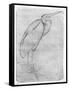 Pelican-Antonio Pisani Pisanello-Framed Stretched Canvas