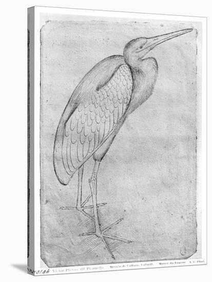 Pelican-Antonio Pisani Pisanello-Stretched Canvas