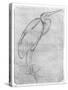 Pelican-Antonio Pisani Pisanello-Stretched Canvas