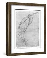 Pelican-Antonio Pisani Pisanello-Framed Giclee Print