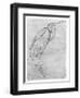 Pelican-Antonio Pisani Pisanello-Framed Giclee Print