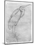 Pelican-Antonio Pisani Pisanello-Mounted Giclee Print