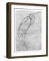 Pelican-Antonio Pisani Pisanello-Framed Giclee Print