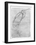 Pelican-Antonio Pisani Pisanello-Framed Giclee Print